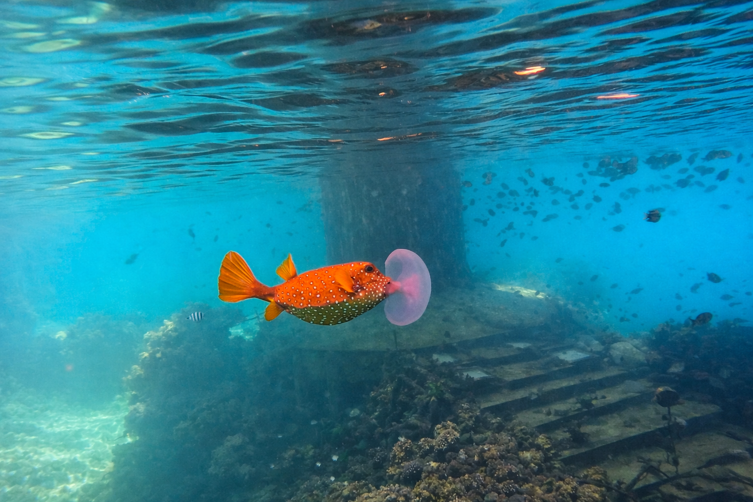 Read more about the article נשנוש במצפה התת ימי – עמית מרגולין