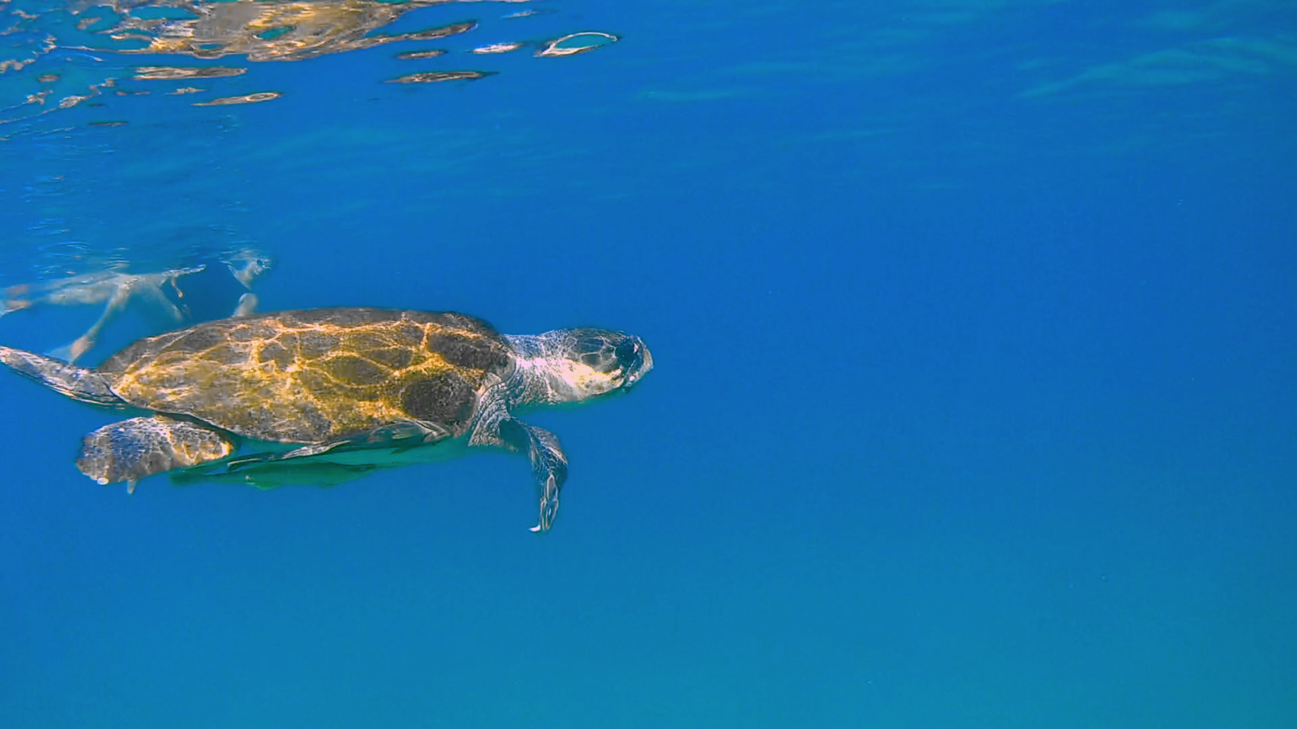 Read more about the article Girl and turtle – אנדריי גטמן