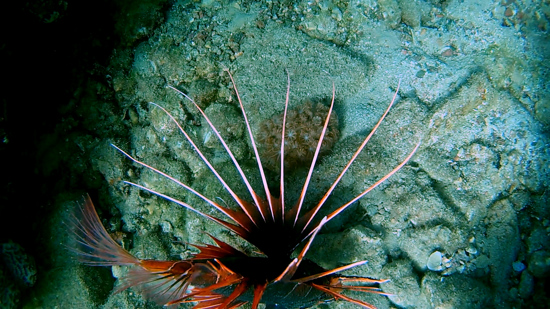Read more about the article Near Danger (Pterios radiata) – אנדריי גטמן