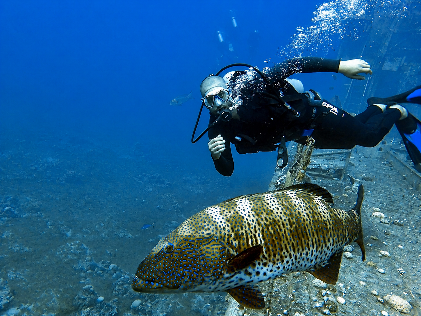 Read more about the article Dive Forest Dive – גלעד רופא