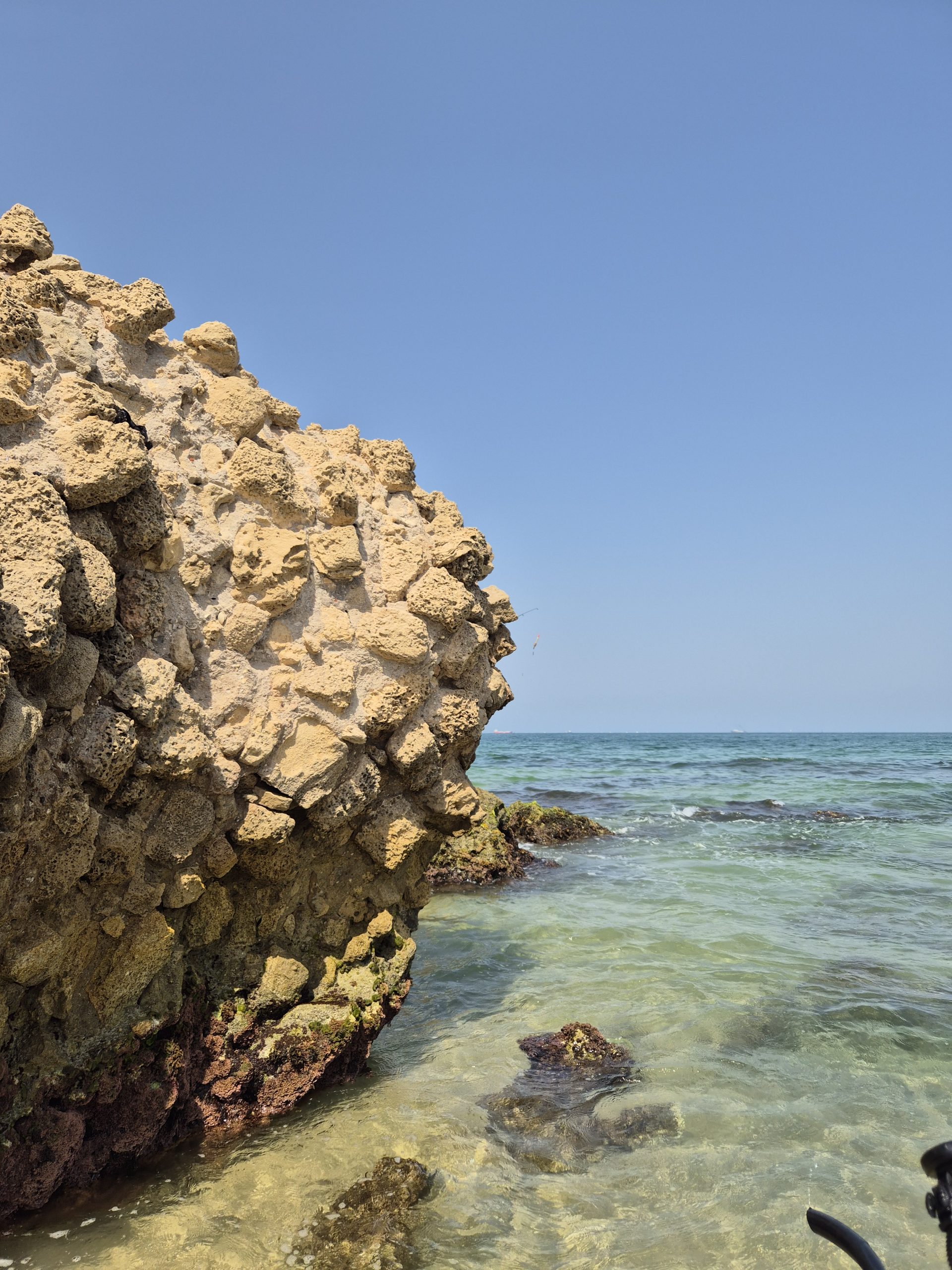 Read more about the article סלע – חופית מיכאלי