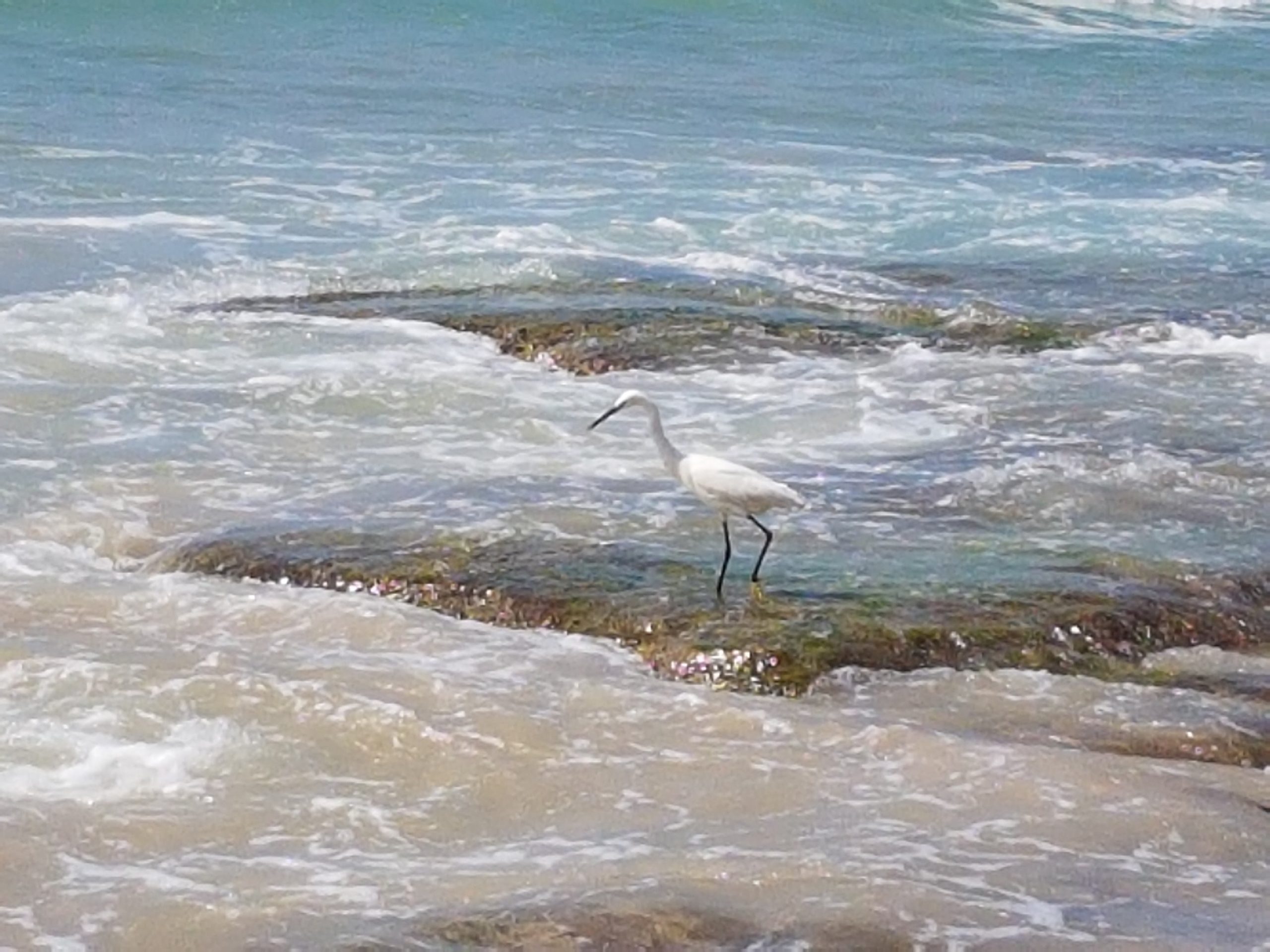Read more about the article אנפה מחפשת מזון בחוף – יואב אשל