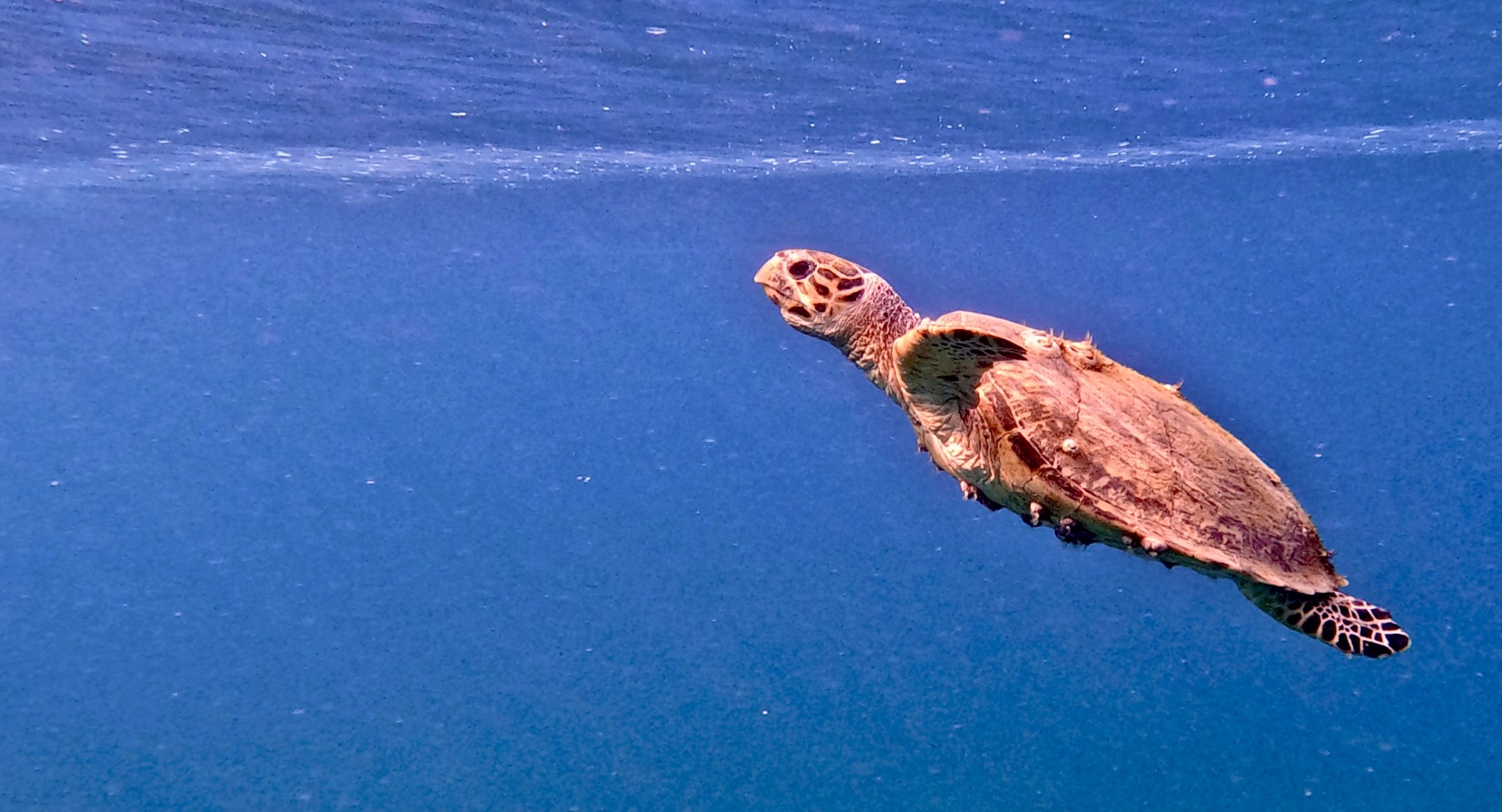 Read more about the article Soaring Turtle – יוחאי מנדבי