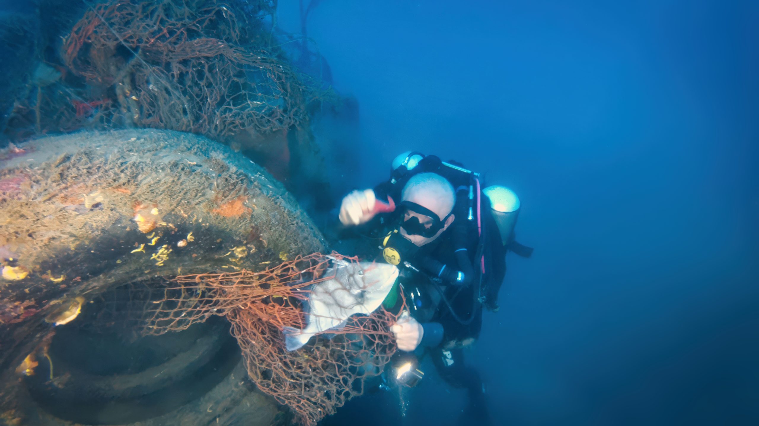 Read more about the article Free the frigger fish – flaviu varga