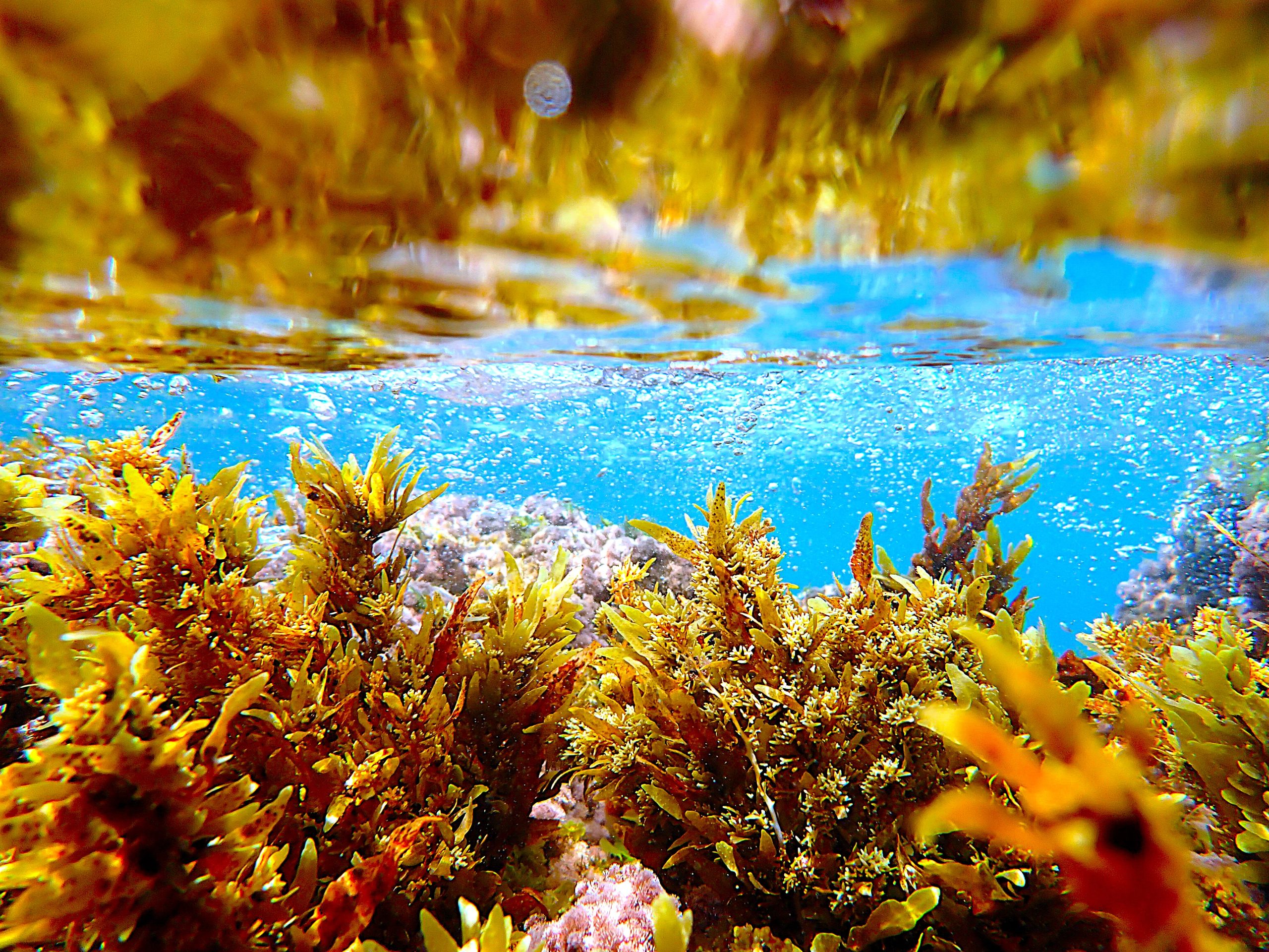 You are currently viewing Mediterranean Seaweed Treasures – דורון אשכנזי